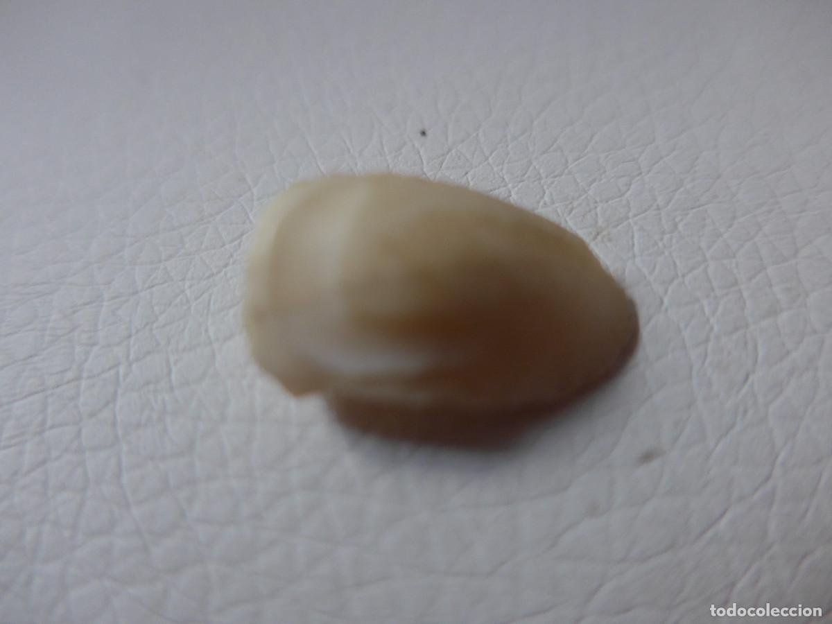 Molluscs collecting: HUESO OTOLITO DE CORVINA