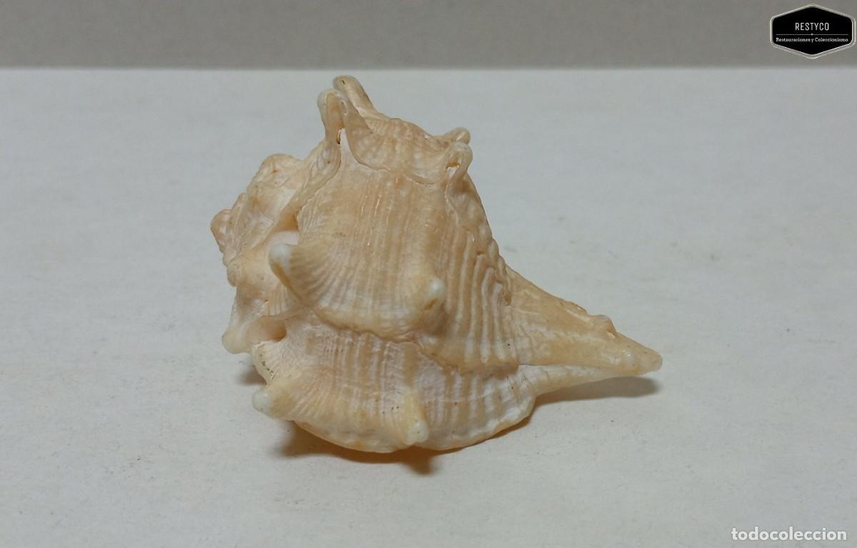 Coleccionismo de moluscos: Caracola de Mar - Tonalidades Marrones