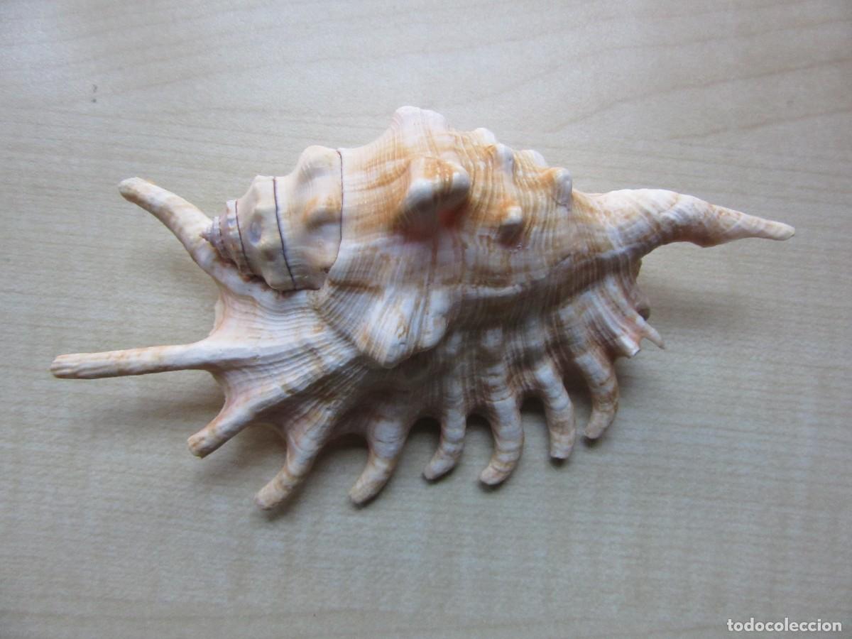 Coleccionismo de moluscos: Bonita concha marina grande Longitud 13,6 cm