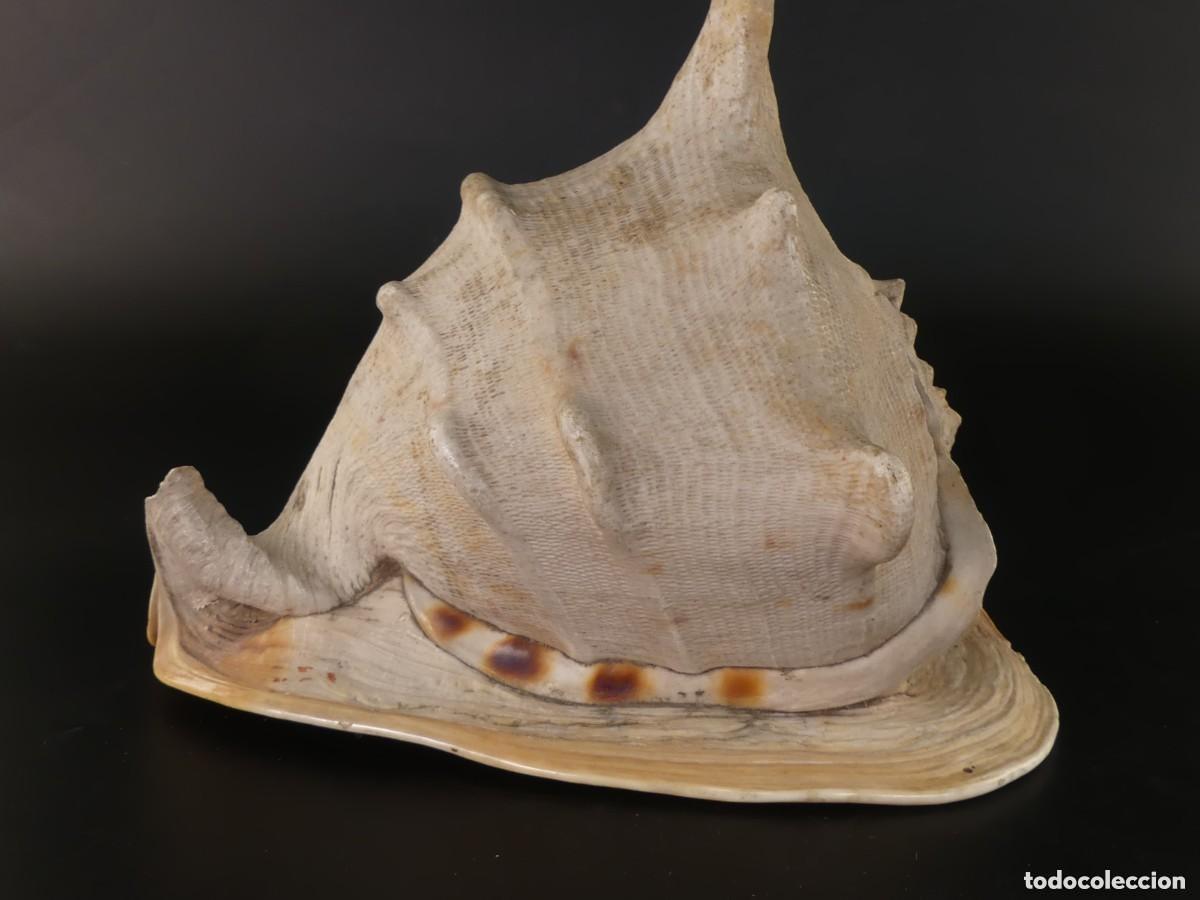 Coleccionismo de moluscos: GRAN CONCHA CARACOLA MARINA CASSIS CORNUTA