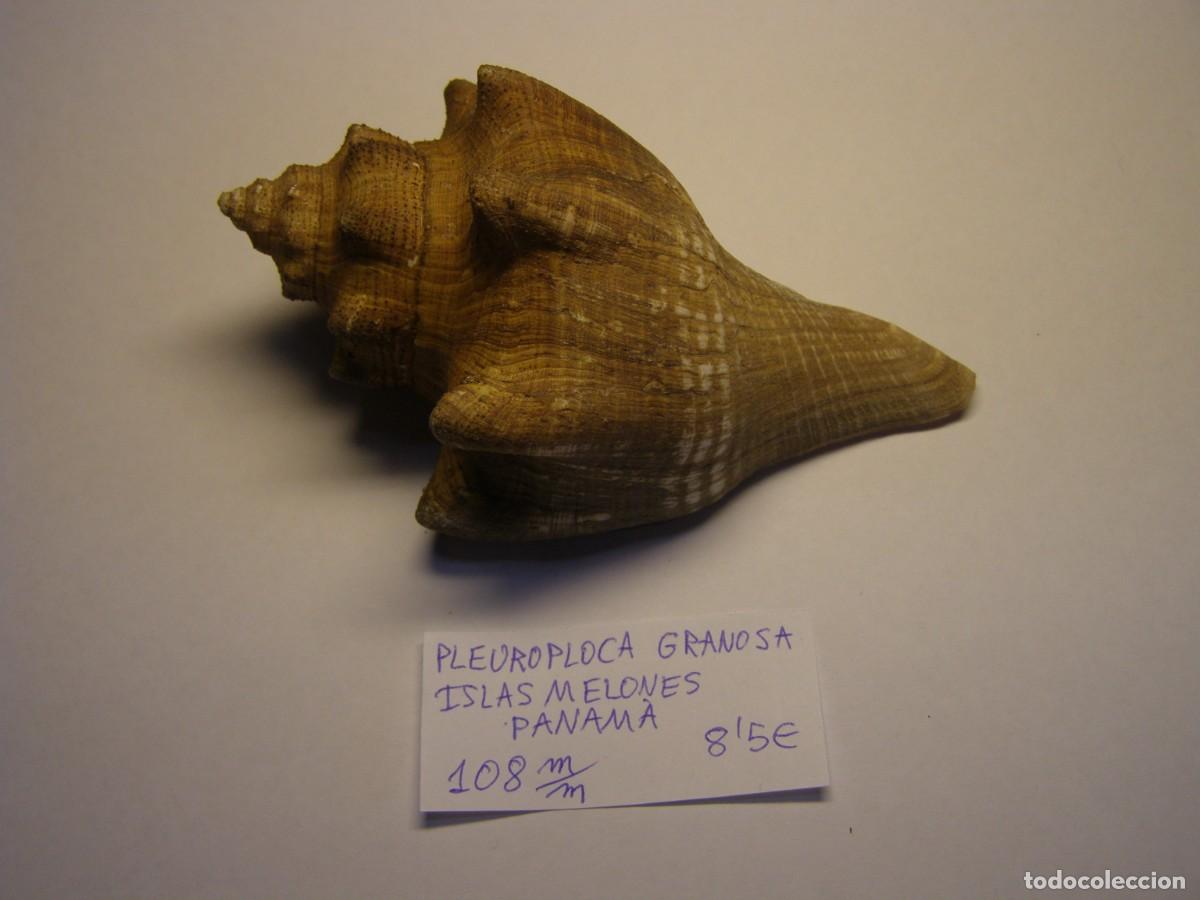 Coleccionismo de moluscos: Caracol snail shell pleuroploca granosa. Panam&aacute;.