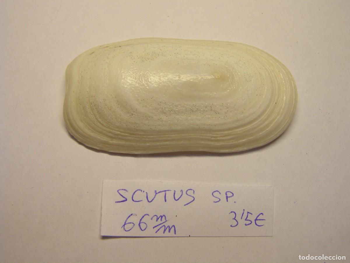Coleccionismo de moluscos: Caracol snail shell scutus sp.