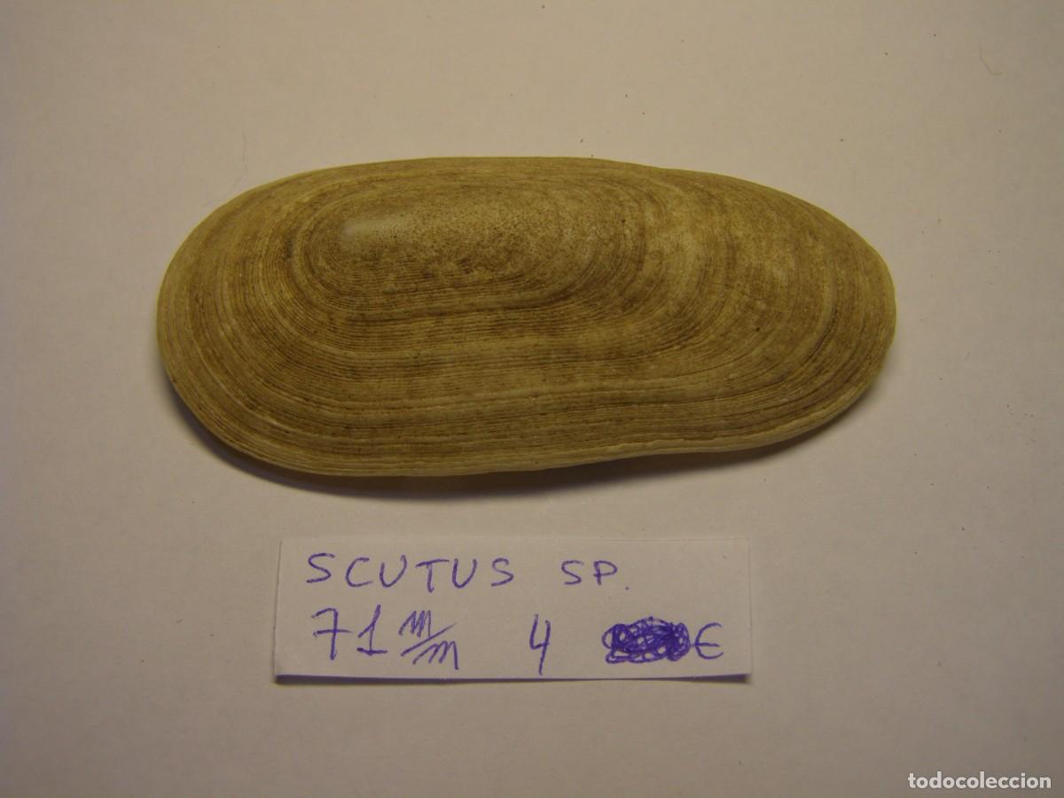 Coleccionismo de moluscos: Caracol snail shell scutus sp.