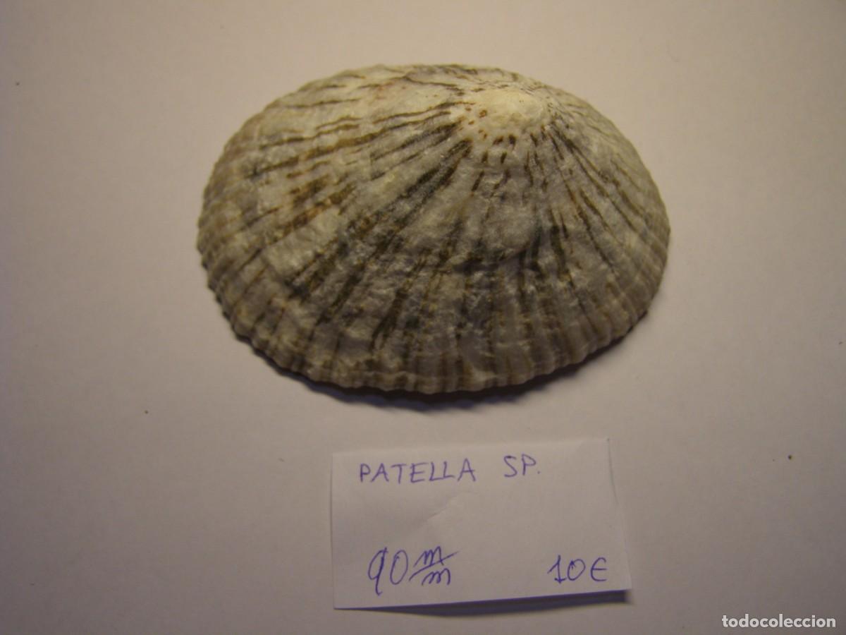 Coleccionismo de moluscos: Caracol snail shell patella sp.