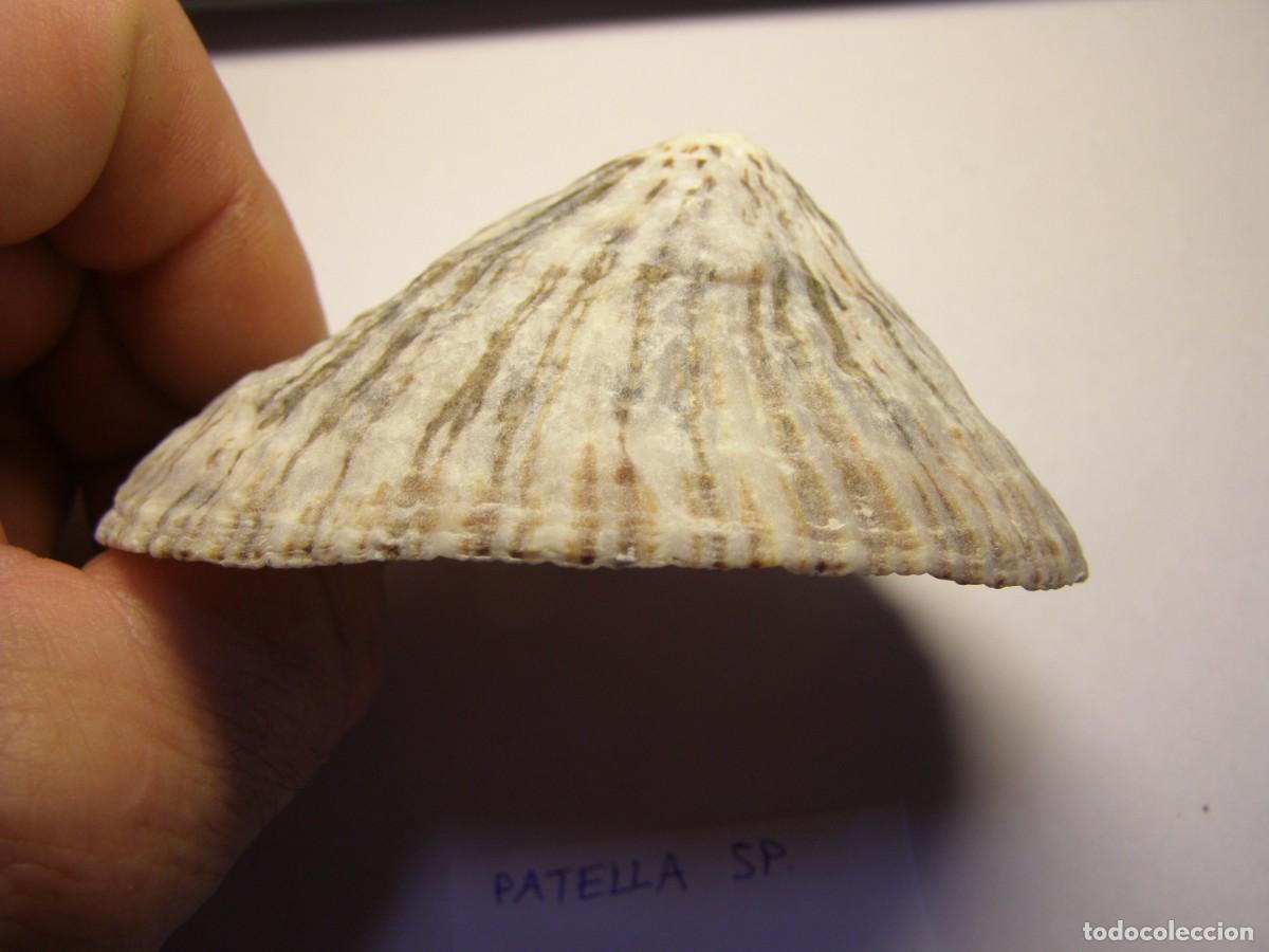 Coleccionismo de moluscos: Caracol snail shell patella sp. - Foto 2