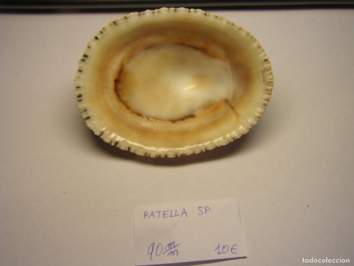 Coleccionismo de moluscos: Caracol snail shell patella sp. - Foto 3
