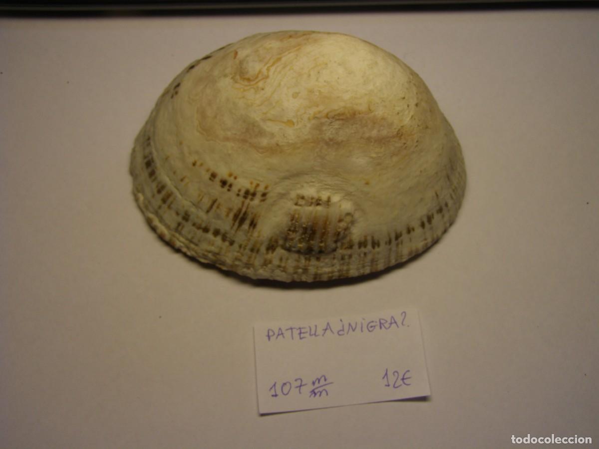 Coleccionismo de moluscos: Caracol snail shell patella nigra?