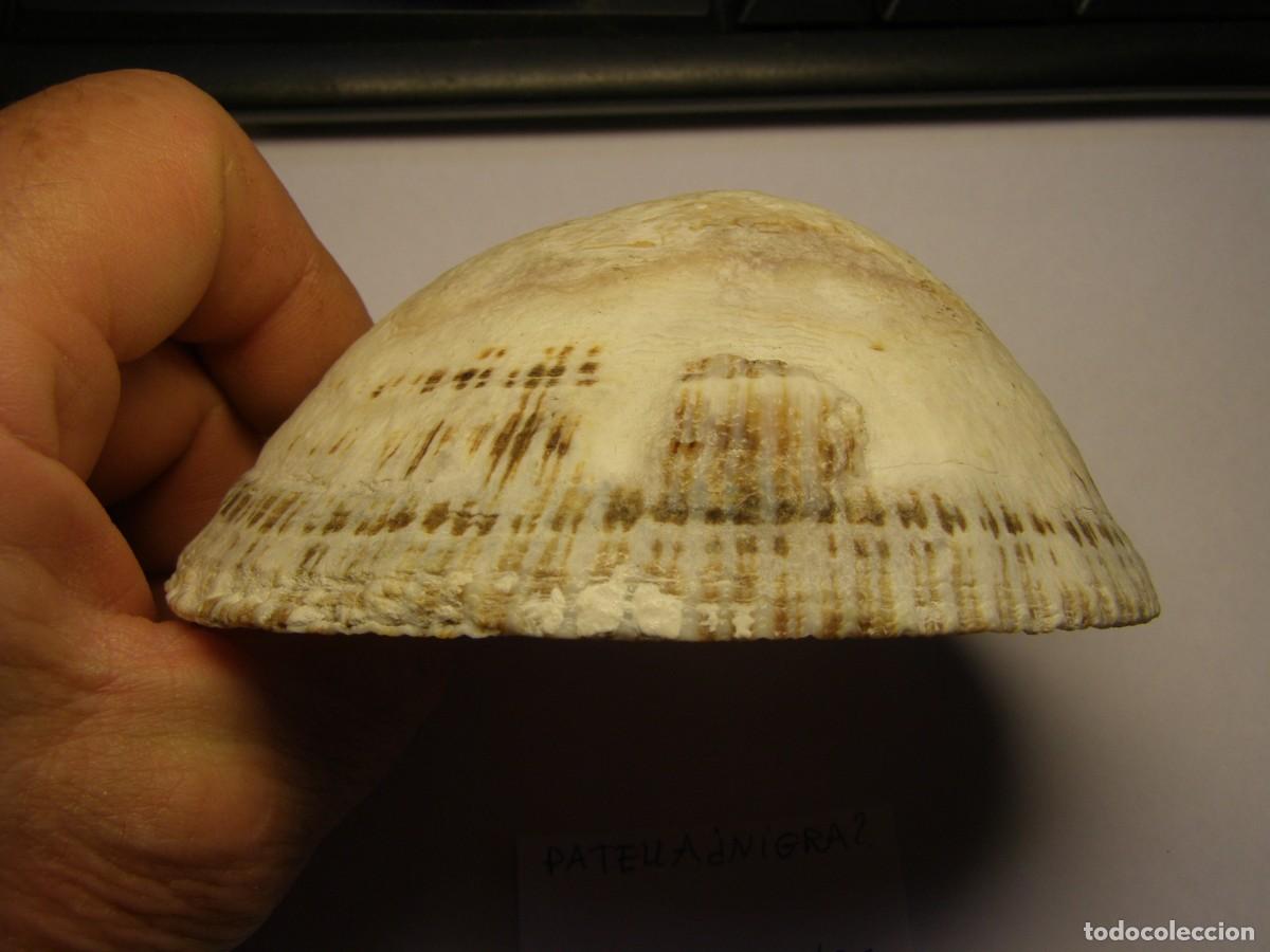 Coleccionismo de moluscos: Caracol snail shell patella nigra? - Foto 2