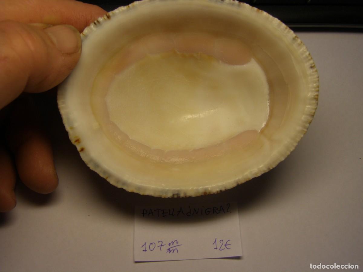 Coleccionismo de moluscos: Caracol snail shell patella nigra? - Foto 3
