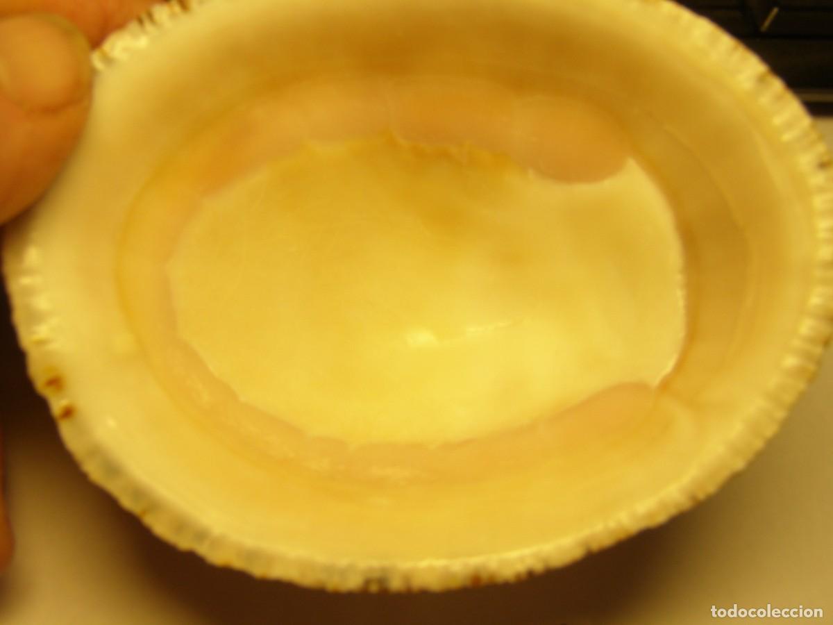 Coleccionismo de moluscos: Caracol snail shell patella nigra? - Foto 4