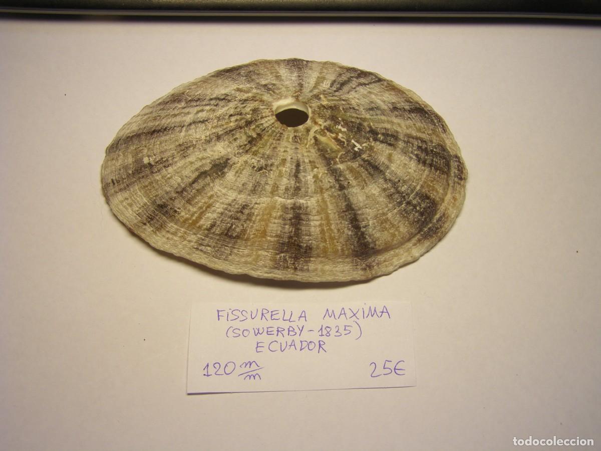 Coleccionismo de moluscos: Caracol snail shell fissurella m&aacute;xima. Ecuador.