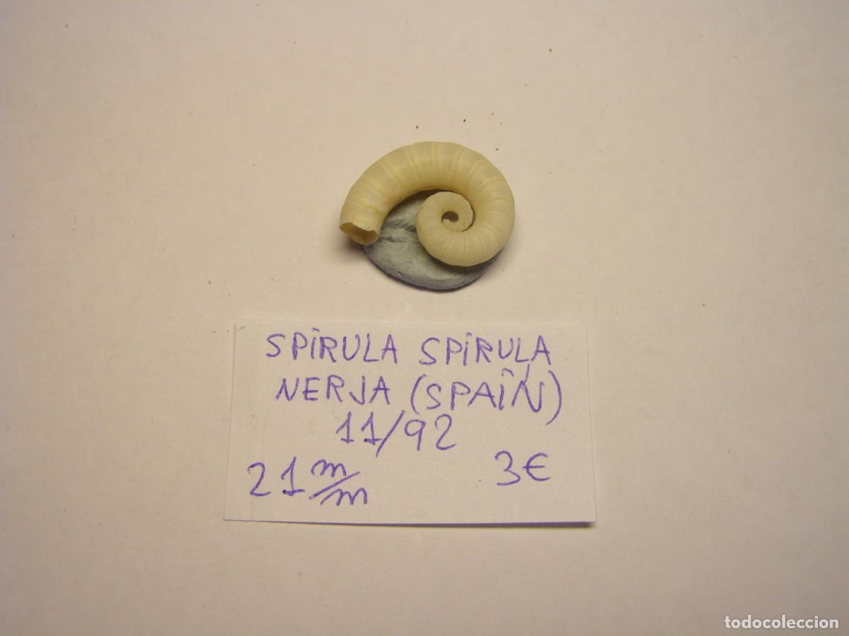 Coleccionismo de moluscos: Caracol snail shell spirula spirula. Nerja.
