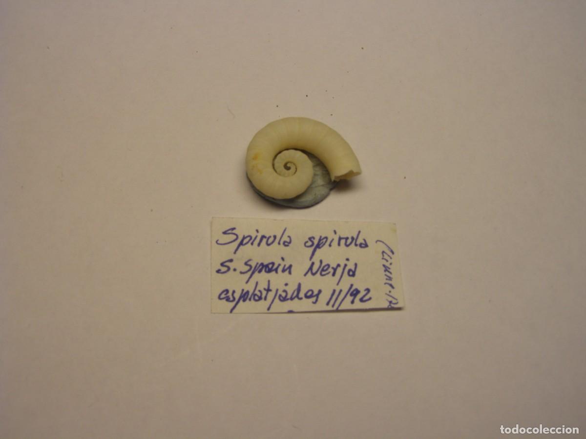 Coleccionismo de moluscos: Caracol snail shell spirula spirula. Nerja.