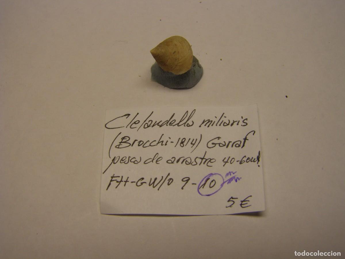 Coleccionismo de moluscos: Caracol snail shell clelandella miliaris. Garraf, Barcelona.