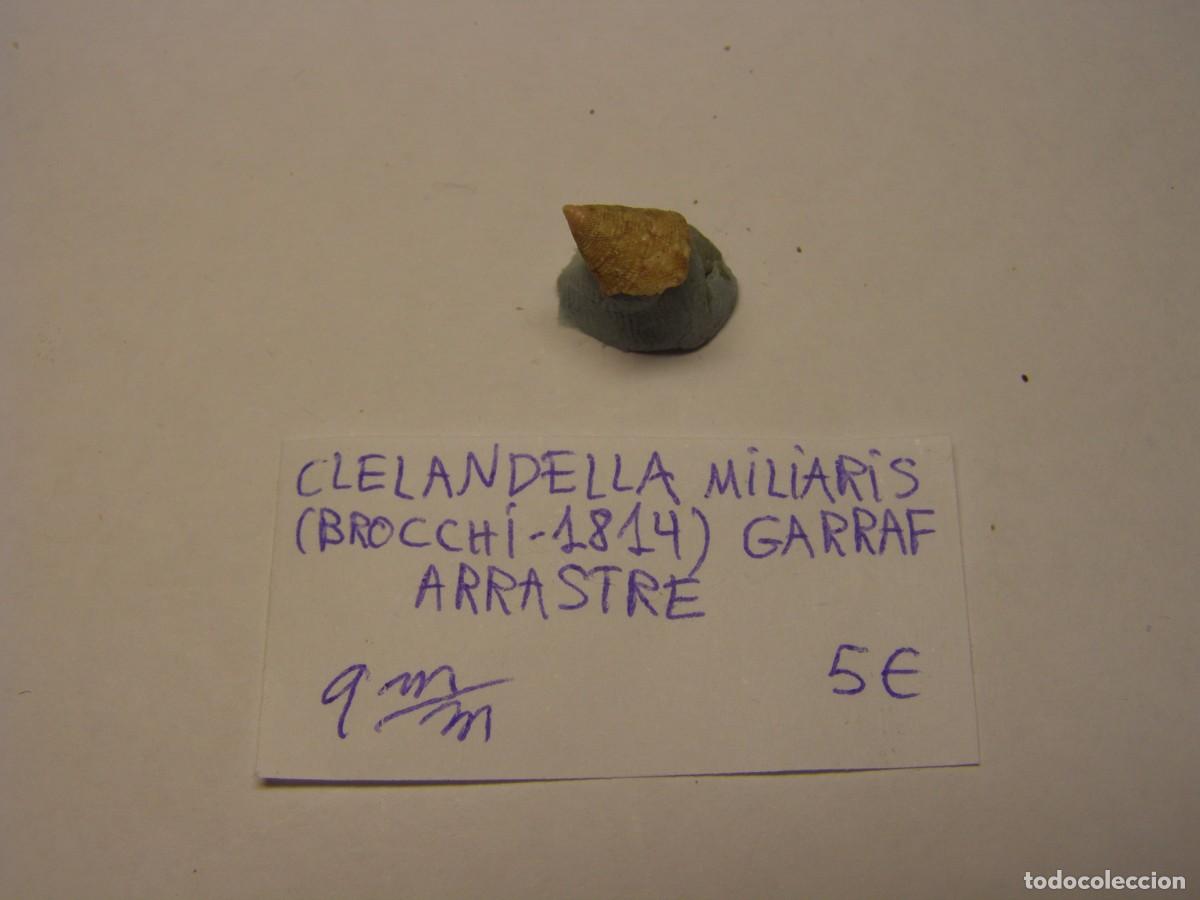 Coleccionismo de moluscos: Caracol snail shell clelandella miliaris. Garraf, Barcelona.