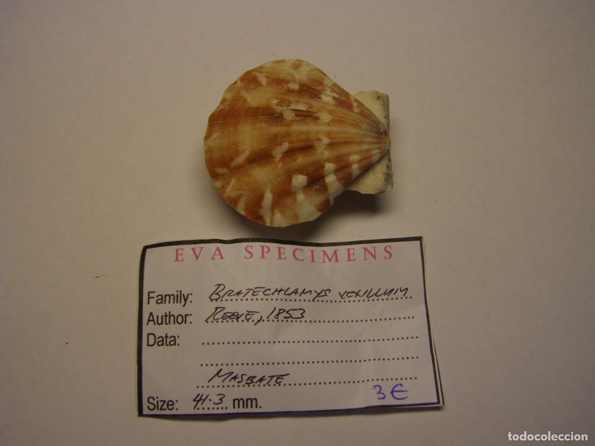 Coleccionismo de moluscos: Bivalvo shell bratechlamys vexillum. Masbate, Filipinas.