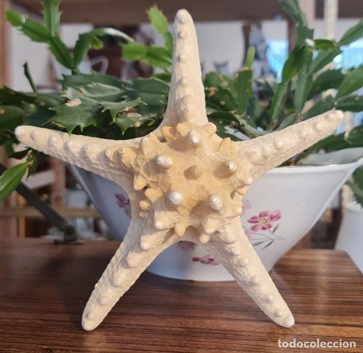Colecionismo de moluscos: Estrella de Mar Naturalizada &rdquo;Dedo de Buda&rdquo; (Protoreaster nodosus)