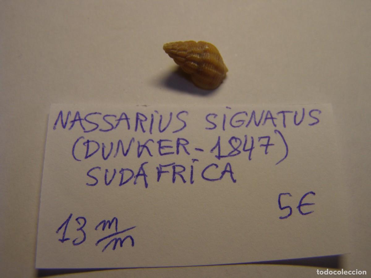 Coleccionismo de moluscos: Caracol snail shell nassarius signatus. Sud&aacute;frica.