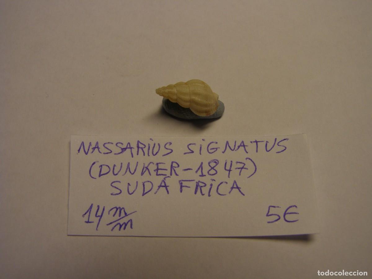 Coleccionismo de moluscos: Caracol snail shell nassarius signatus. Sud&aacute;frica.