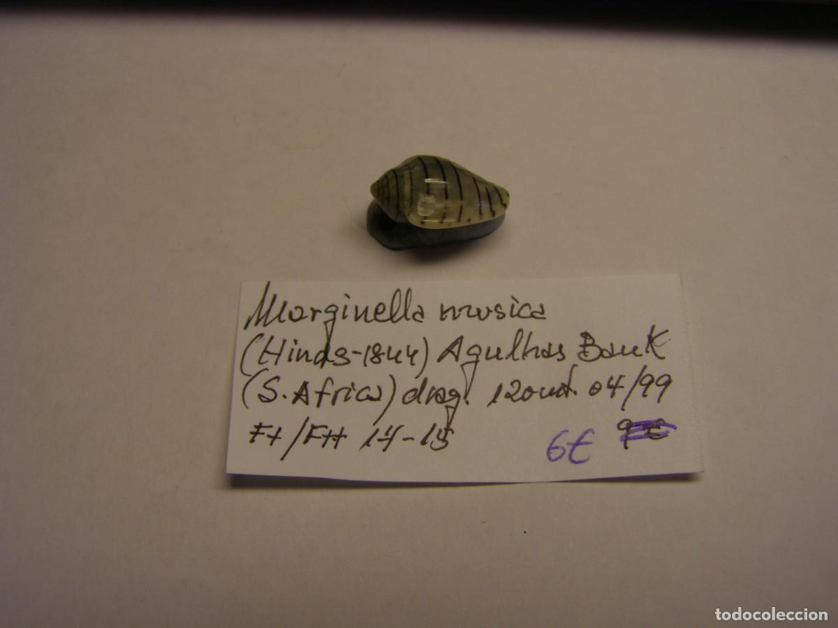 Coleccionismo de moluscos: Caracol snail shell marginella m&uacute;sica. Sud&aacute;frica.