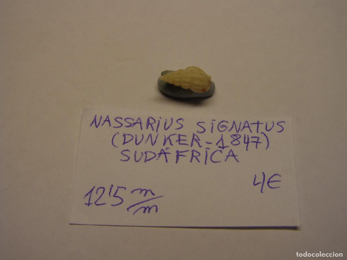 Coleccionismo de moluscos: Caracol snail shell nassarius signatus. Sud&aacute;frica.