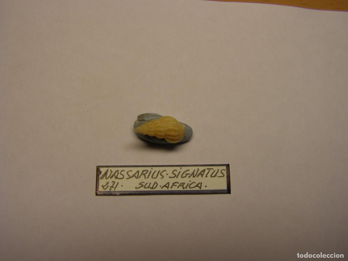 Coleccionismo de moluscos: Caracol snail shell nassarius signatus. Sud&aacute;frica.