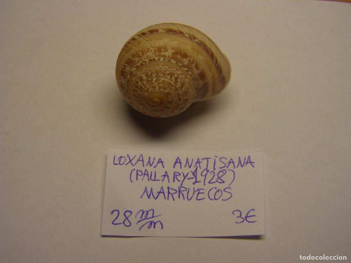 Coleccionismo de moluscos: Caracol snail shell loxana anatisana. Marruecos.