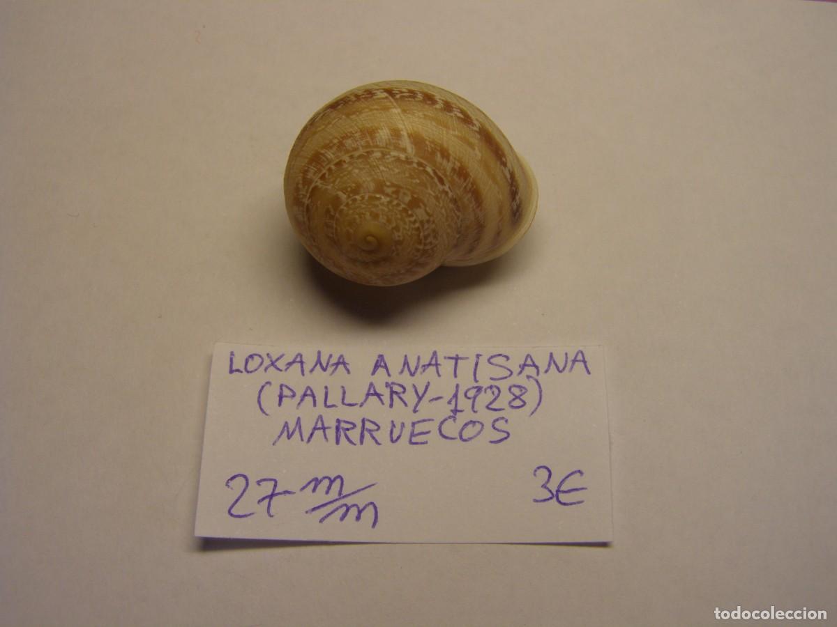 Coleccionismo de moluscos: Caracol snail shell loxana anatisana. Marruecos.