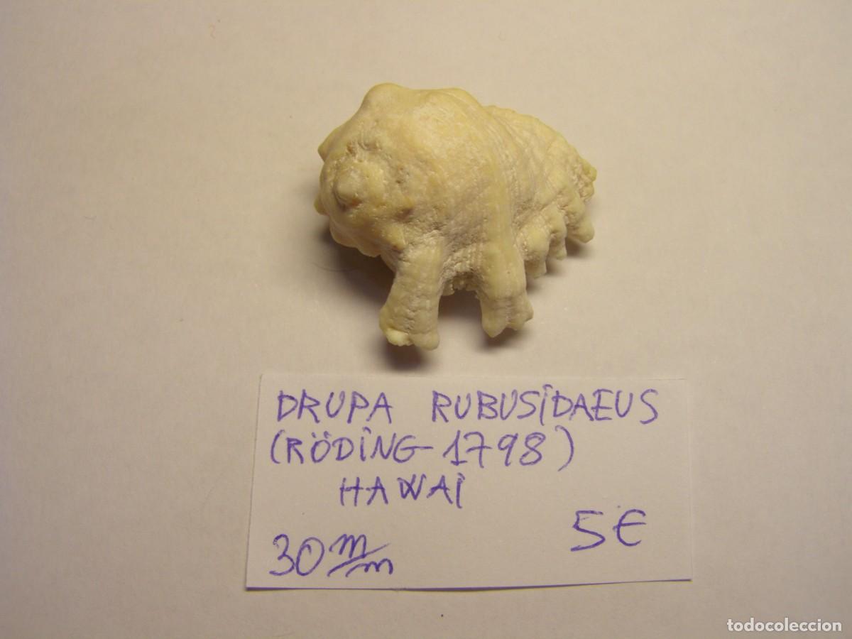 Coleccionismo de moluscos: Caracol snail shell drupa rubusidaeus. Hawai.