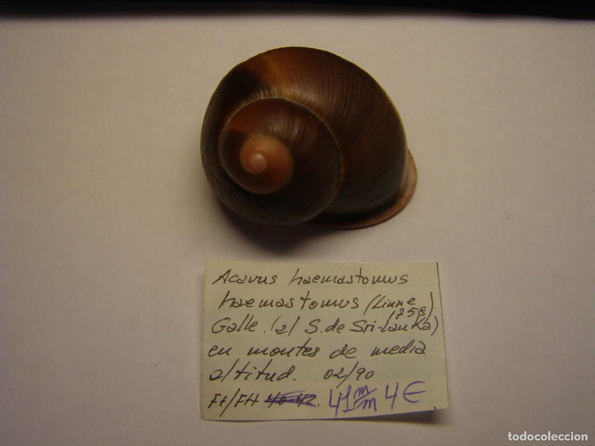 Coleccionismo de moluscos: Caracol snail shell acavus haemastomus haemastomus. Sri Lanka.