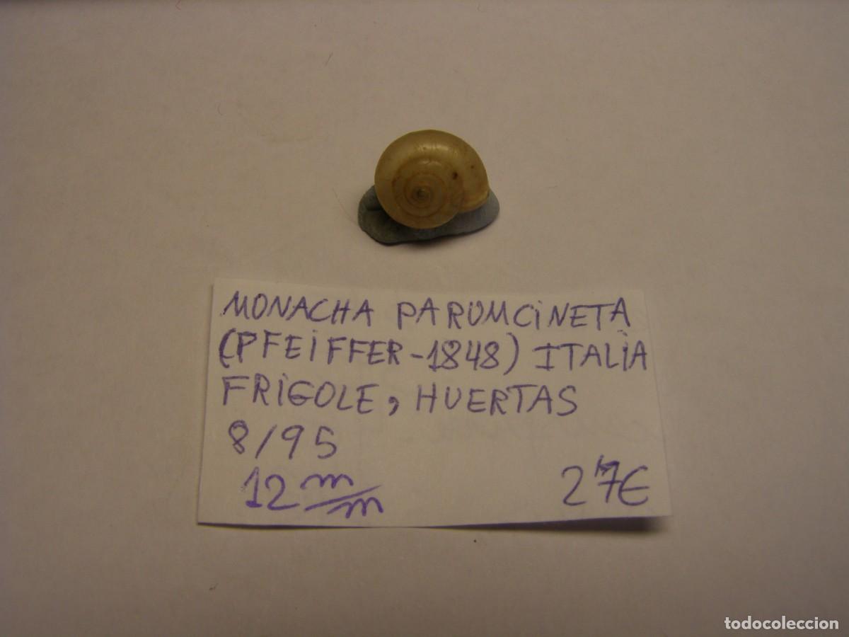 Collezionismo di molluschi: Caracol snail shell moracha panumcineta. Italia.