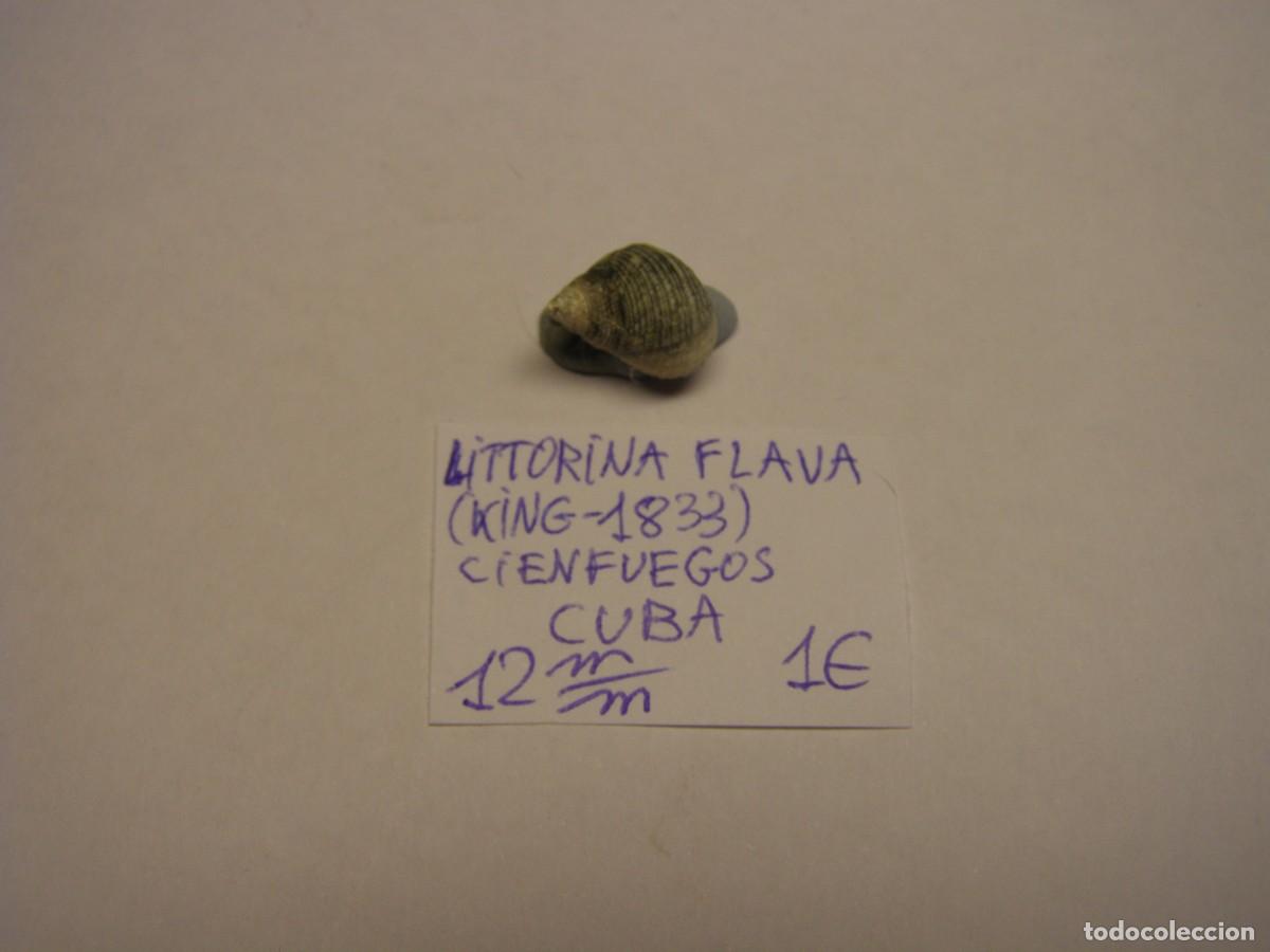 Coleccionismo de moluscos: Caracol snail shell littorina flava. Cuba.