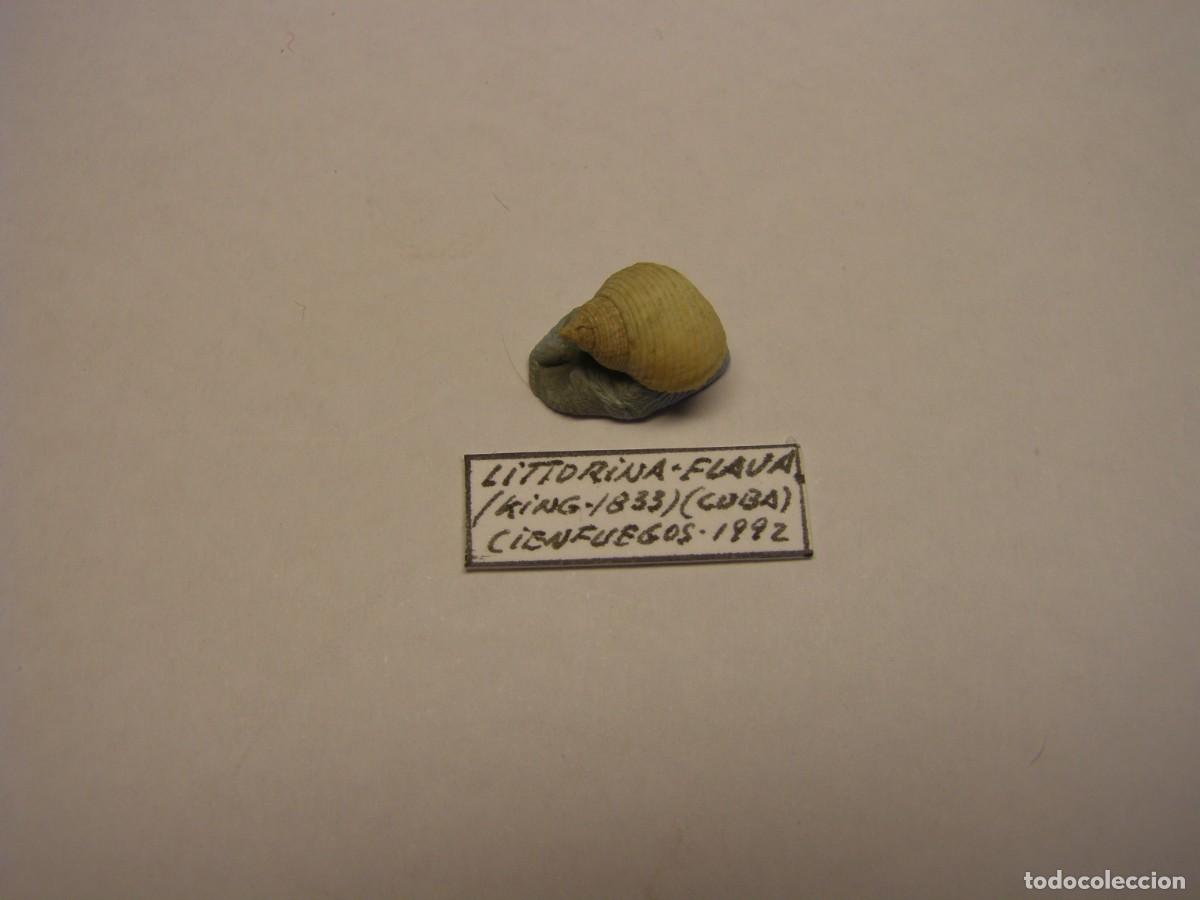Coleccionismo de moluscos: Caracol snail shell littorina flava. Cuba.