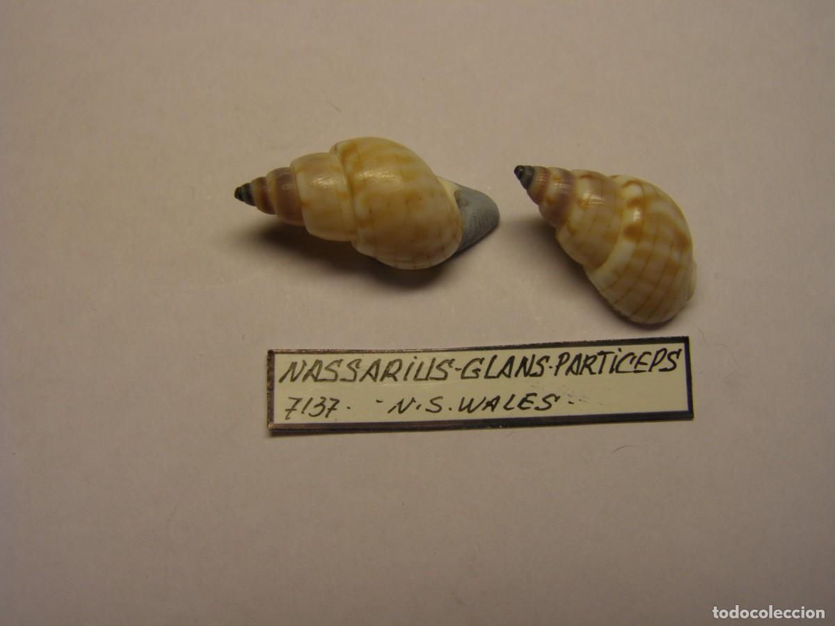 Coleccionismo de moluscos: 2 Caracoles snail shell nassarius glans particeps. N. S. Wales.