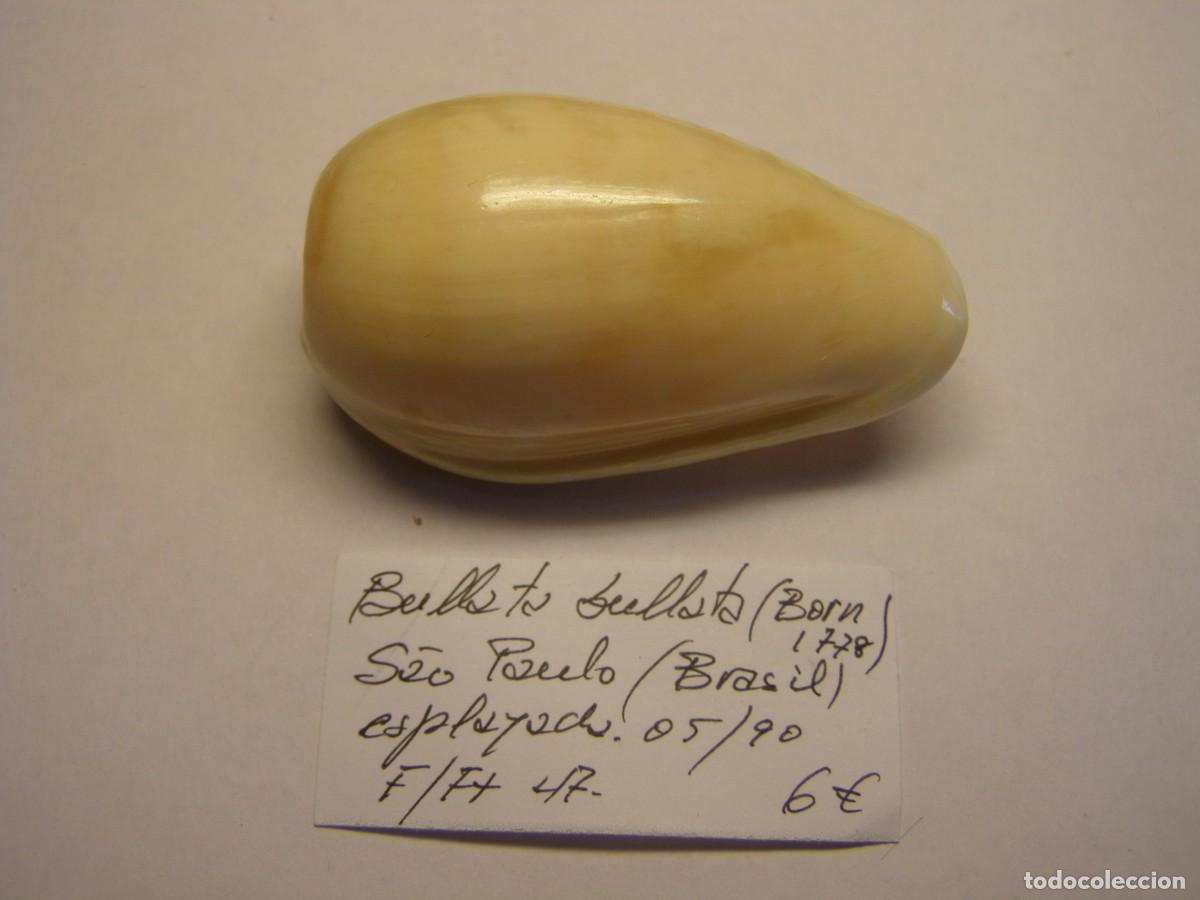 Coleccionismo de moluscos: Caracol snail shell bullata bullata. Brasil.