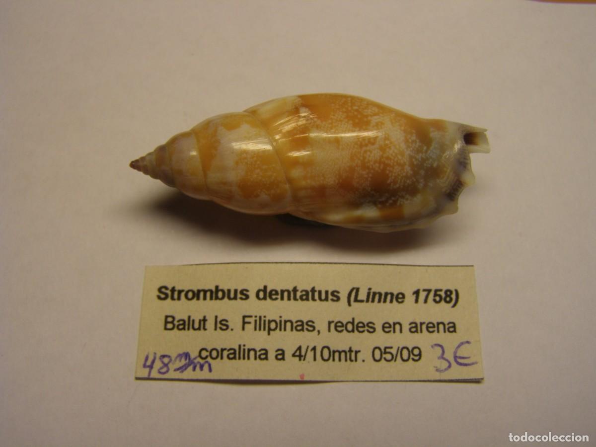 Coleccionismo de moluscos: Caracol snail shell strombus dentatus. Filipinas.