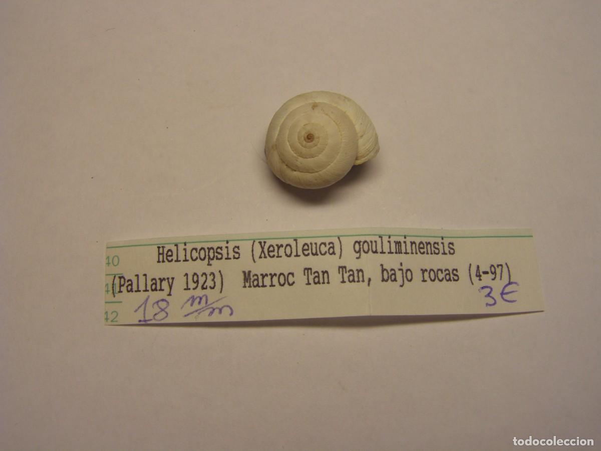 Coleccionismo de moluscos: Caracol snail shell helicopsis gouliminensis. Marruecos.