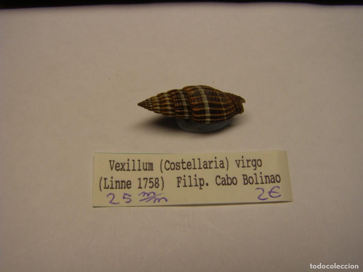 Coleccionismo de moluscos: Caracol snail shell vexillum virgo. Filipinas.