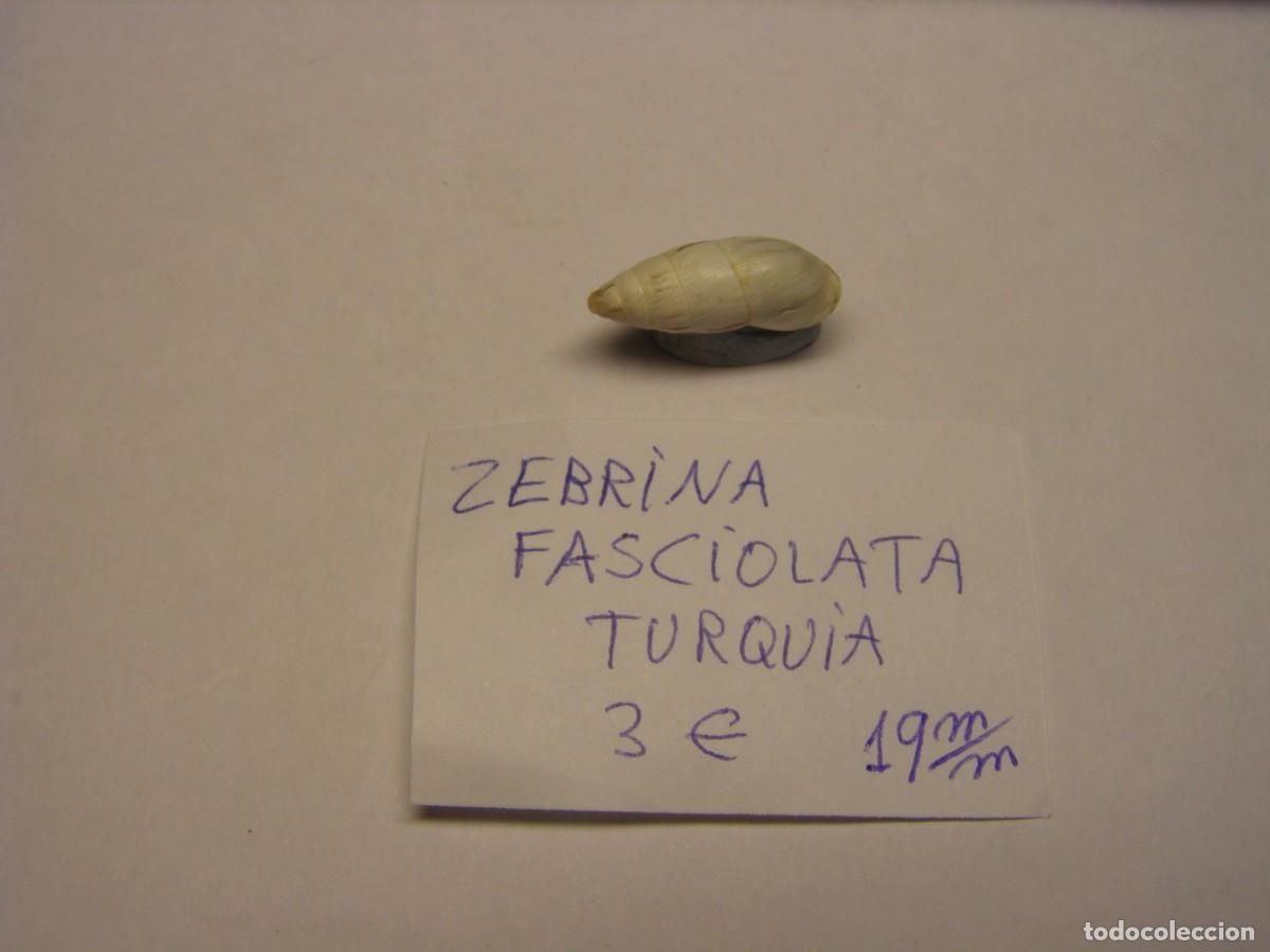 Coleccionismo de moluscos: Caracol snail shell cebrina fasciolata. Turquia.