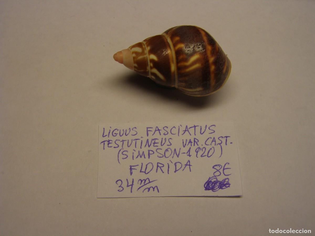 Coleccionismo de moluscos: Caracol snail shell liguus fasciatus testutineus. Florida.