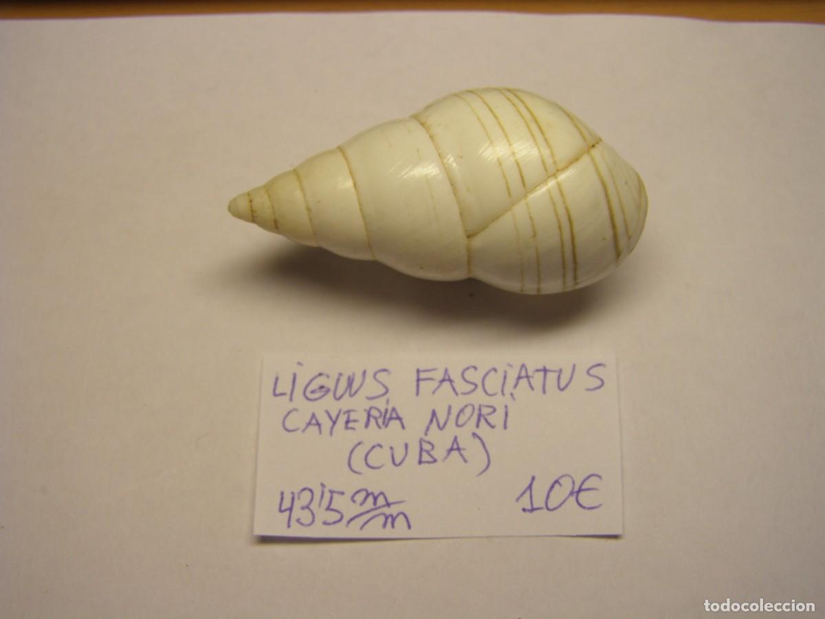Coleccionismo de moluscos: Caracol snail shell liguus fasciatus. Cuba.