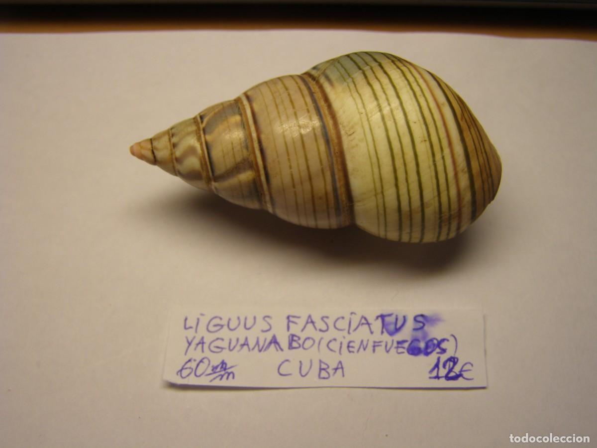 Coleccionismo de moluscos: Caracol snail shell liguus fasciatus. Cuba.