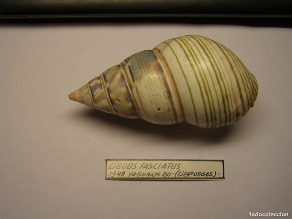 Coleccionismo de moluscos: Caracol snail shell liguus fasciatus. Cuba.