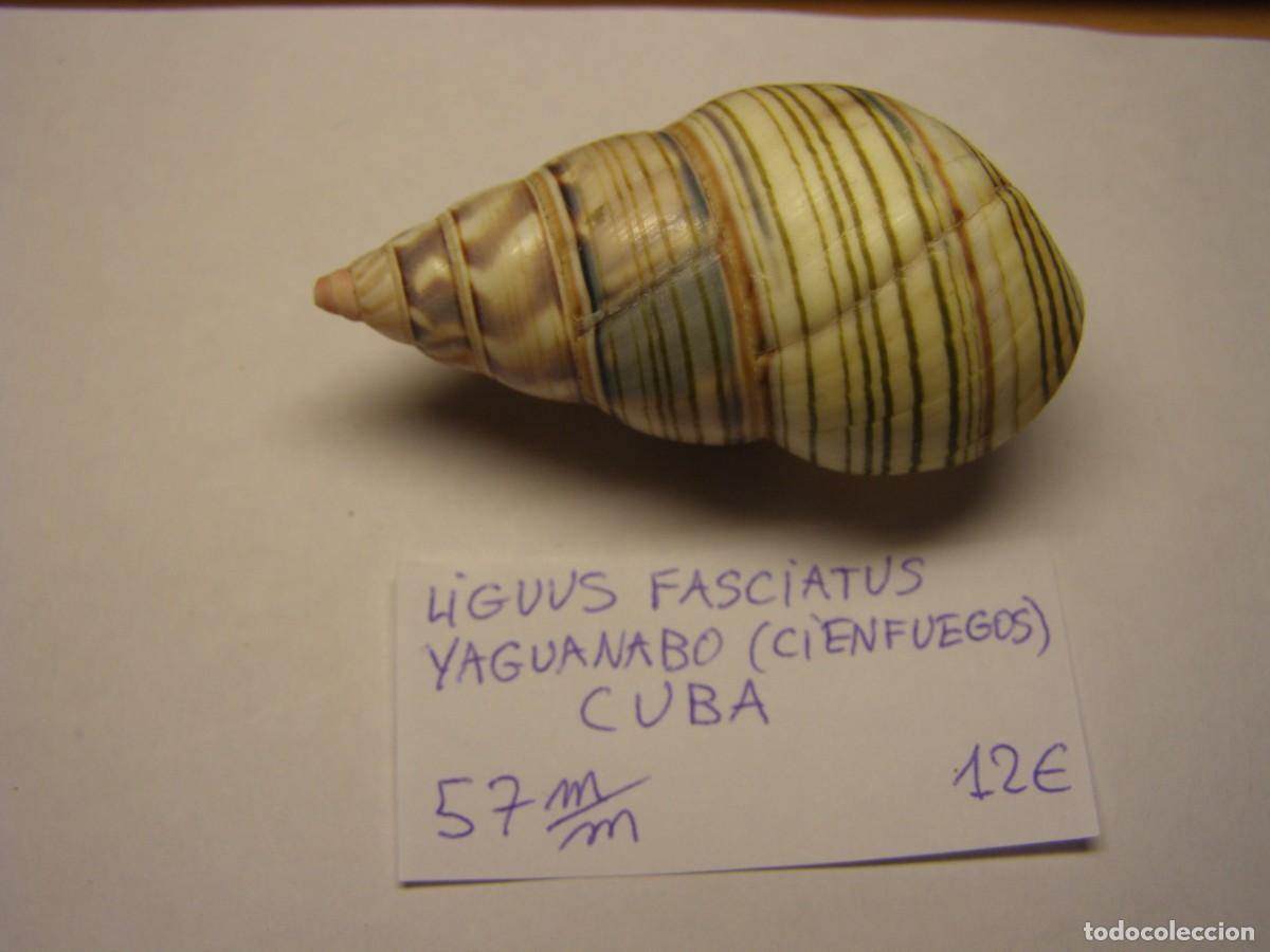 Sammlung von Weichtieren: Caracol snail shell liguus fasciatus. Cuba.