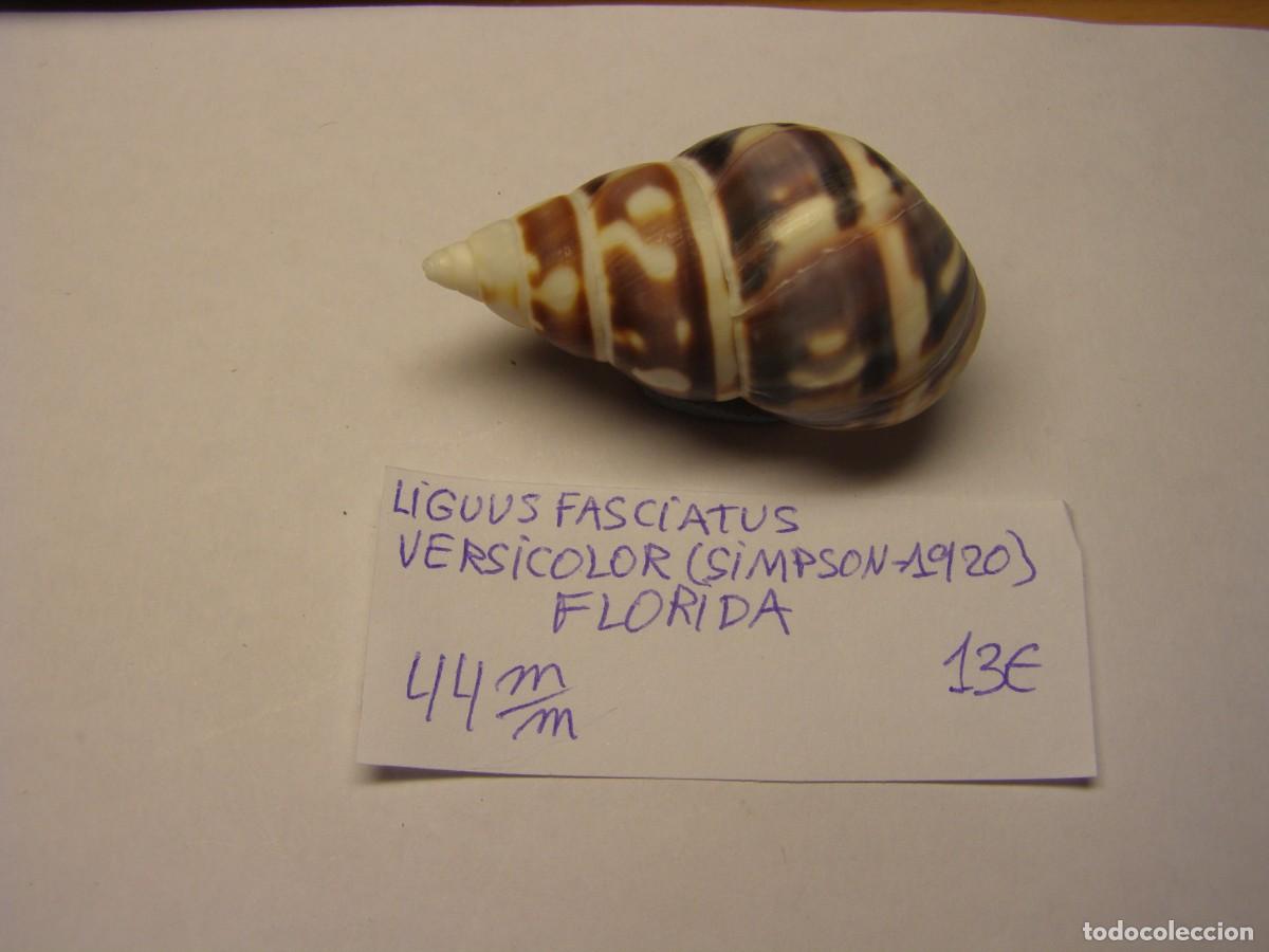 Coleccionismo de moluscos: Caracol snail shell liguus fasciatus versicolor. Florida.