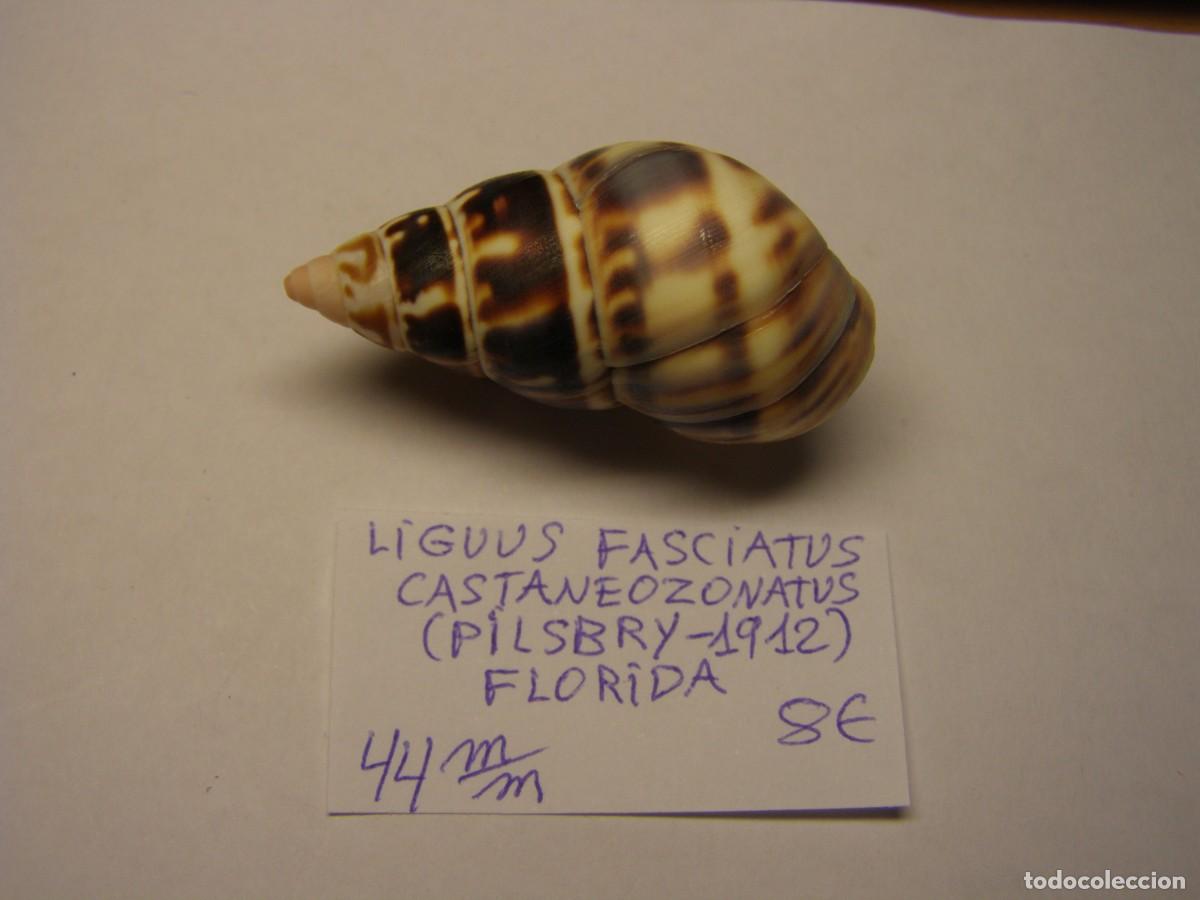 Coleccionismo de moluscos: Caracol snail shell liguus fasciatus castaneozonatus. Florida.
