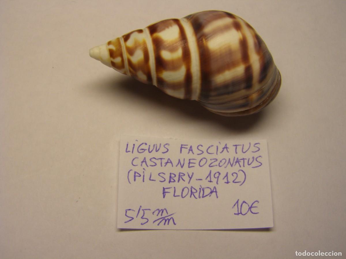 Coleccionismo de moluscos: Caracol snail shell liguus fasciatus castaneozonatus. Florida.