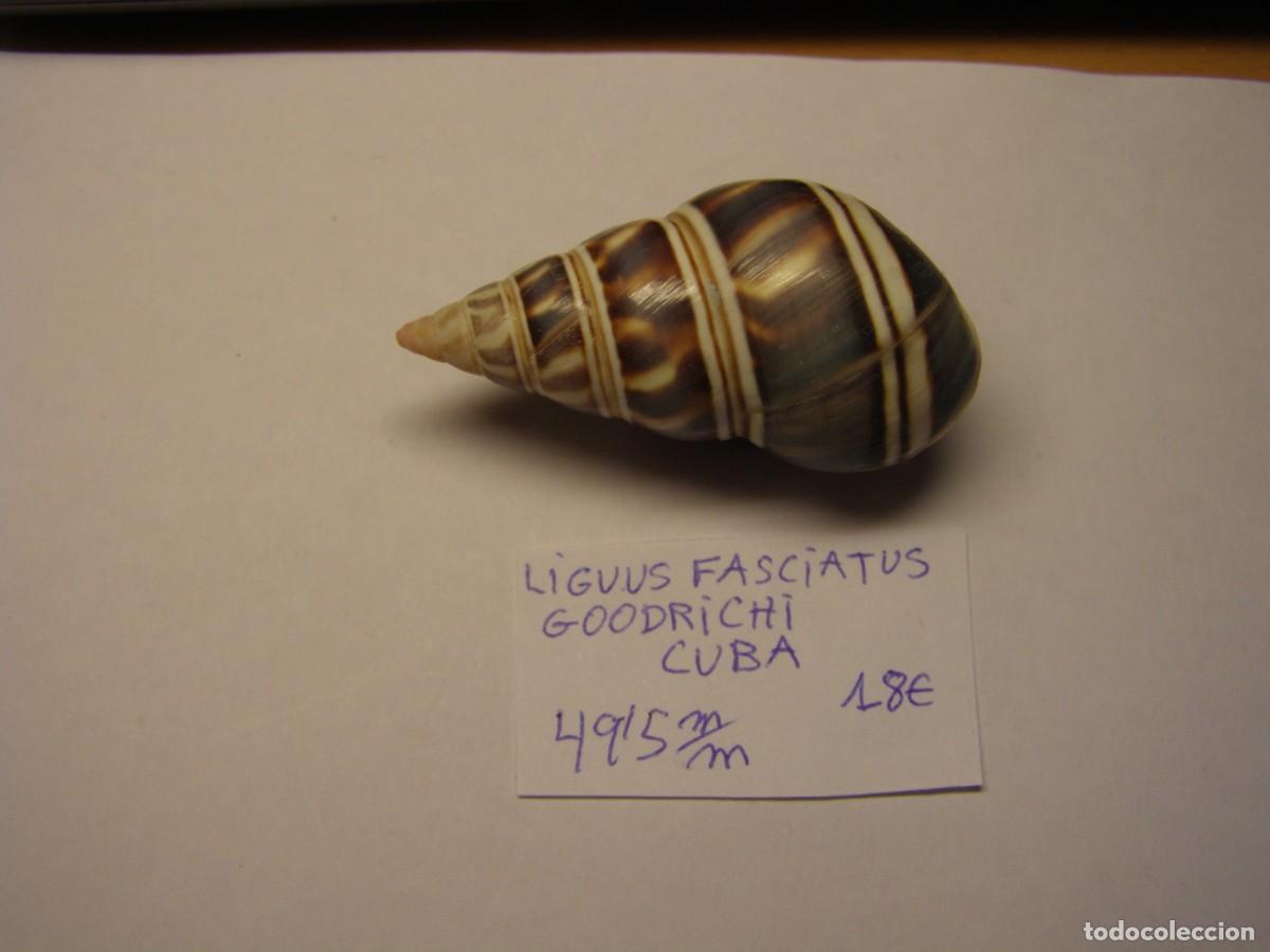 Coleccionismo de moluscos: Caracol snail shell liguus fasciatus goodrichi. Cuba.