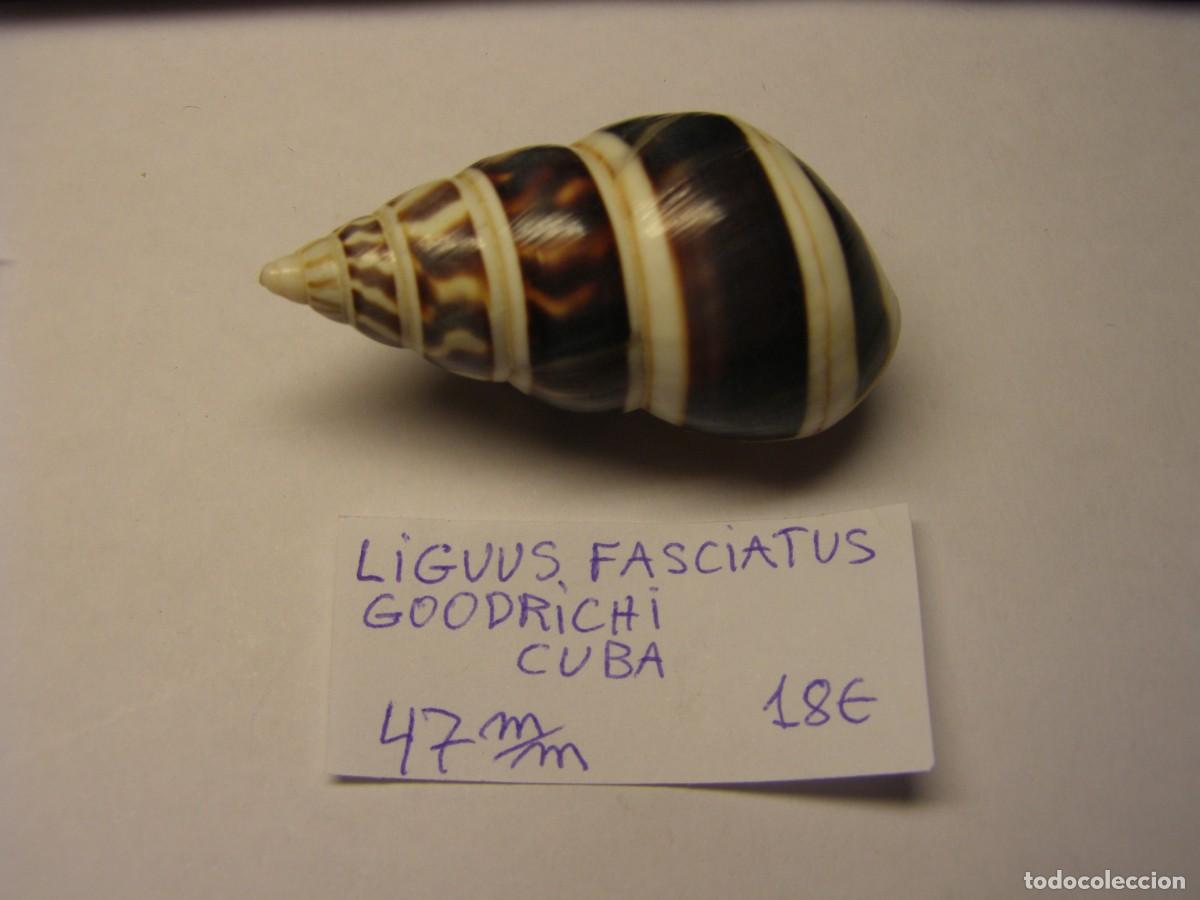 Coleccionismo de moluscos: Caracol snail shell liguus fasciatus goodrichi. Cuba.