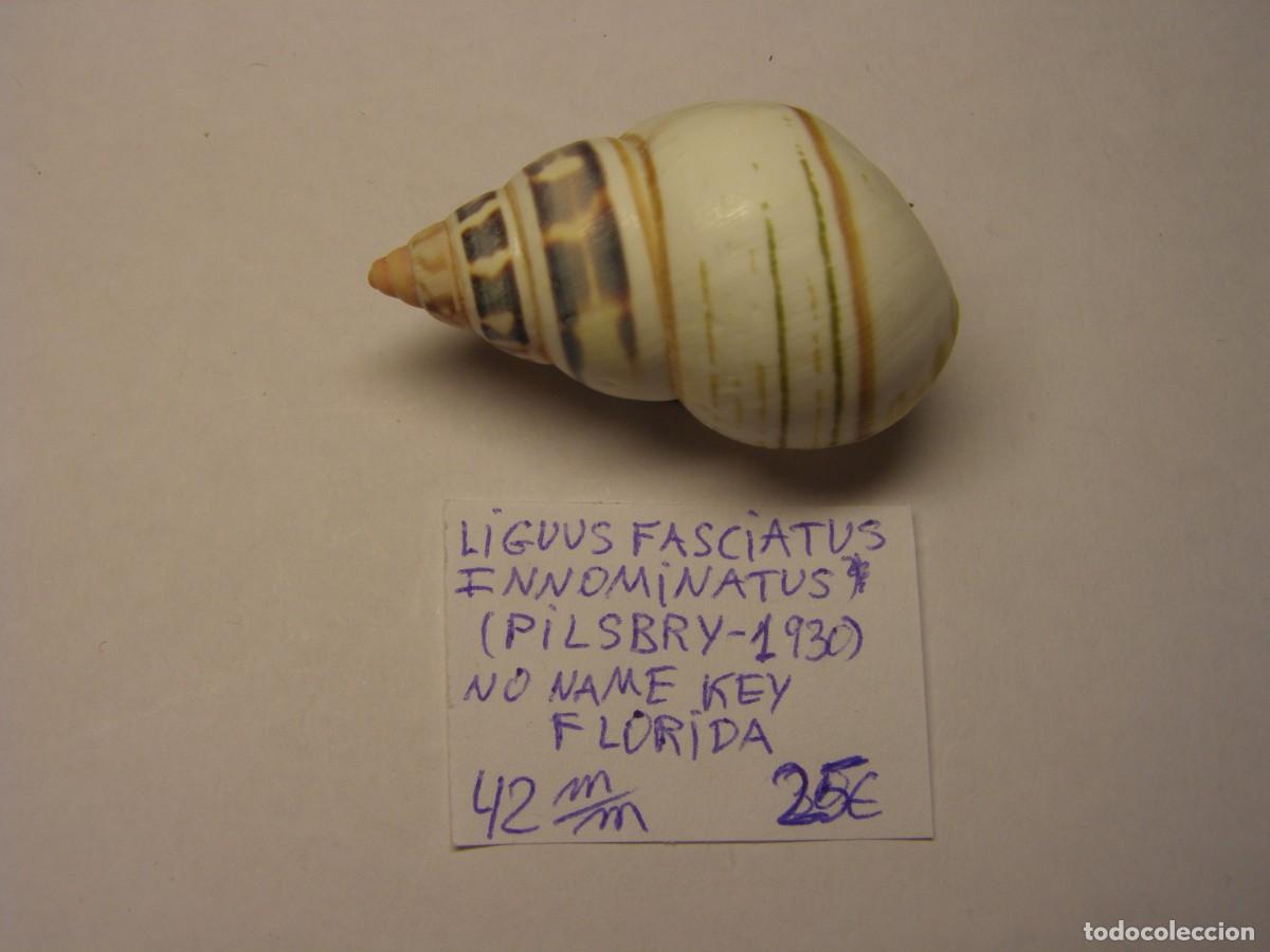 Coleccionismo de moluscos: Caracol snail shell liguus fasciatus innominatus. Florida.